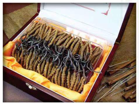 浮梁冬虫夏草回收